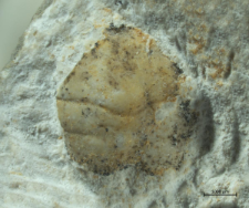 Goniodromites kubai