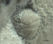 Goniodromites kubai