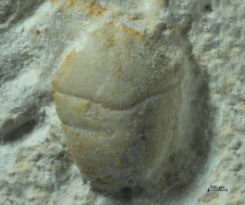 Goniodromites kubai