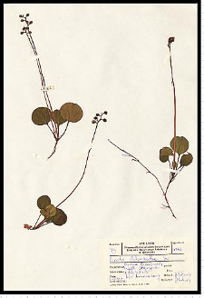 Pyrola chlorantha Sw.