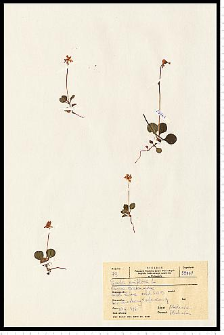 Moneses uniflora (L.) A. Gray