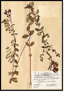 Hypericum maculatum Crantz
