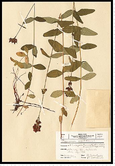Hypericum montanum L.