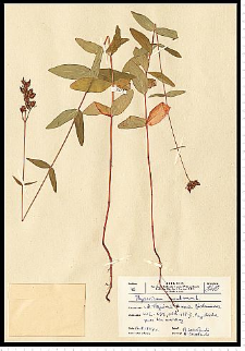 Hypericum montanum L.