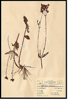 Hypericum montanum L.
