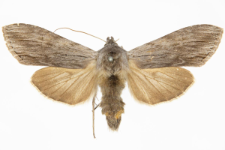 Cucullia lucifuga