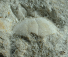 Goniodromites species