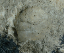 Goniodromites species