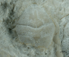 Goniodromites kubai