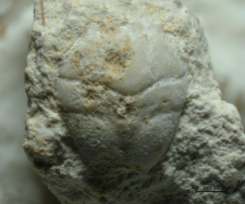 Goniodromites serratus