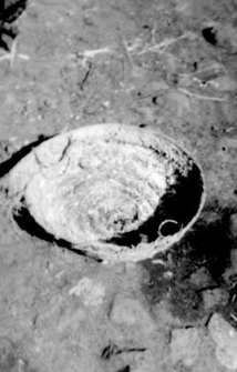 A small bread proofing basket