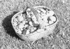 A basket