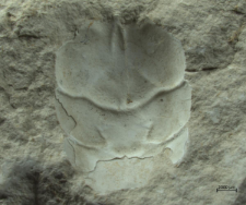Tanidromites insignis