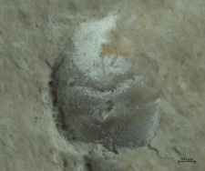 Goniodromites kubai