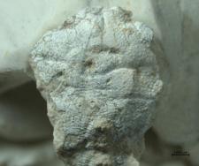 Goniodromites narinosus