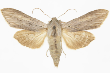 Cucullia umbratica