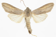 Cucullia umbratica