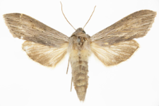 Cucullia umbratica