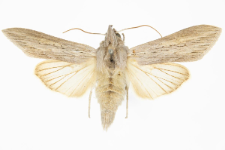 Cucullia umbratica