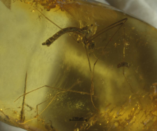 Psychodidae