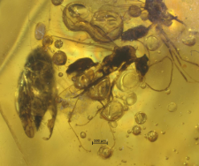 Hymenoptera (Apocrita)