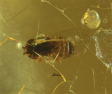 Diptera (Brachycera, Acalyptratae)