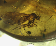 Anisopodidae