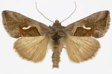 Macdunnoughia confusa