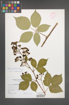 Rubus parthenocissus [KOR 44599]