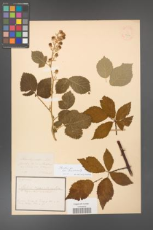Rubus [KOR 18616]
