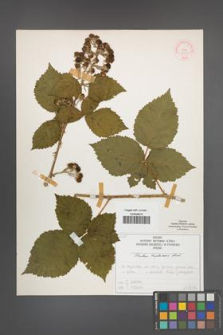 Rubus kuleszae [KOR 51999]