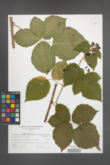 Rubus kuleszae [KOR 43994]