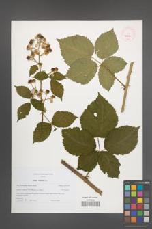 Rubus kuleszae [KOR 46232]
