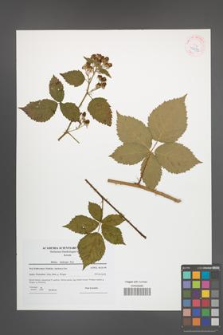 Rubus kuleszae [KOR 42272]