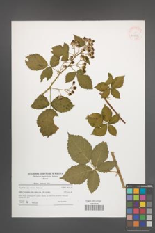 Rubus kuleszae [KOR 40873]