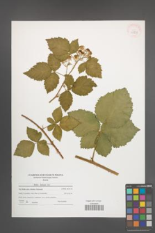 Rubus kuleszae [KOR 40871]