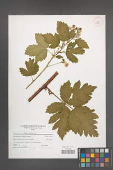 Rubus kuleszae [KOR 40872]
