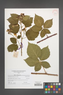 Rubus kuleszae [KOR 41016]