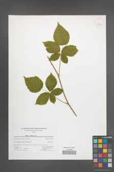 Rubus kuleszae [KOR 42821]