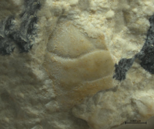 Tanidromites species