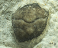 Goniodromites species