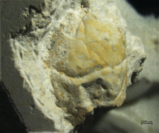 Tanidromites species