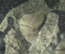 Goniodromites narinosus