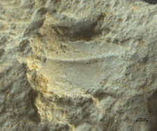 Brachyura