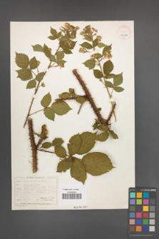 Rubus koehleri [KOR 40519]