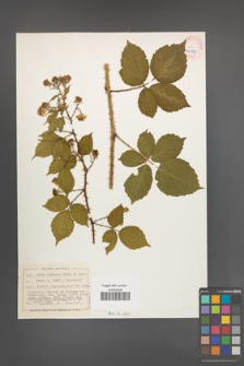Rubus koehleri [KOR 40517]