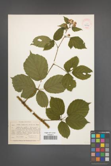 Rubus koehleri [KOR 40501]