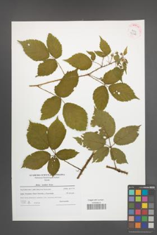 Rubus koehleri [KOR 42366]