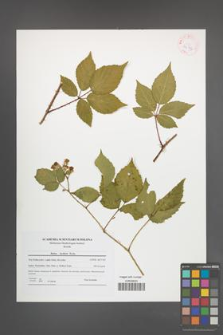 Rubus koehleri [KOR 42176]