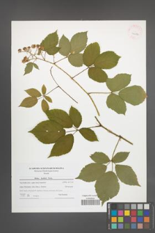 Rubus koehleri [KOR 42052]